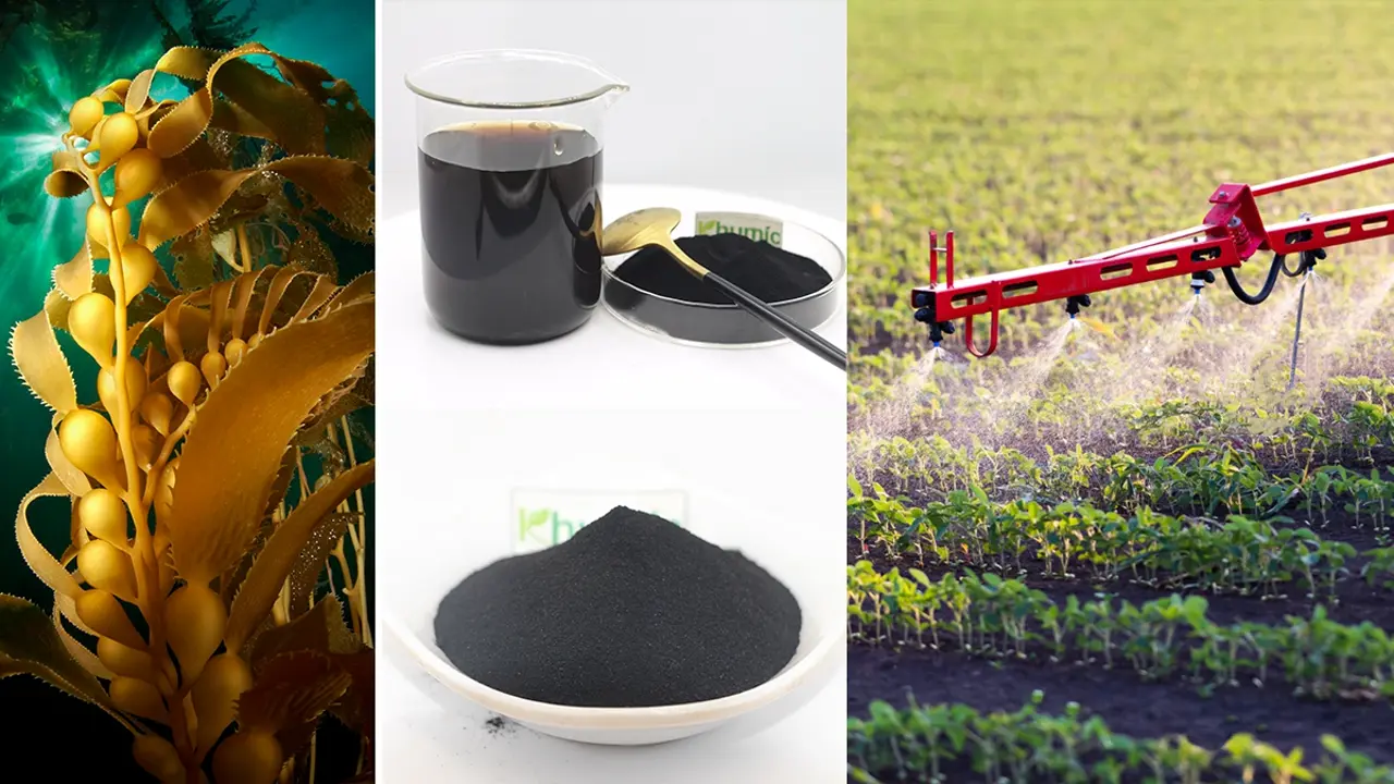 Premium organic seaweed extract biostimulant for enhancing crop resilience and plant growth - KHUMIC GROUP