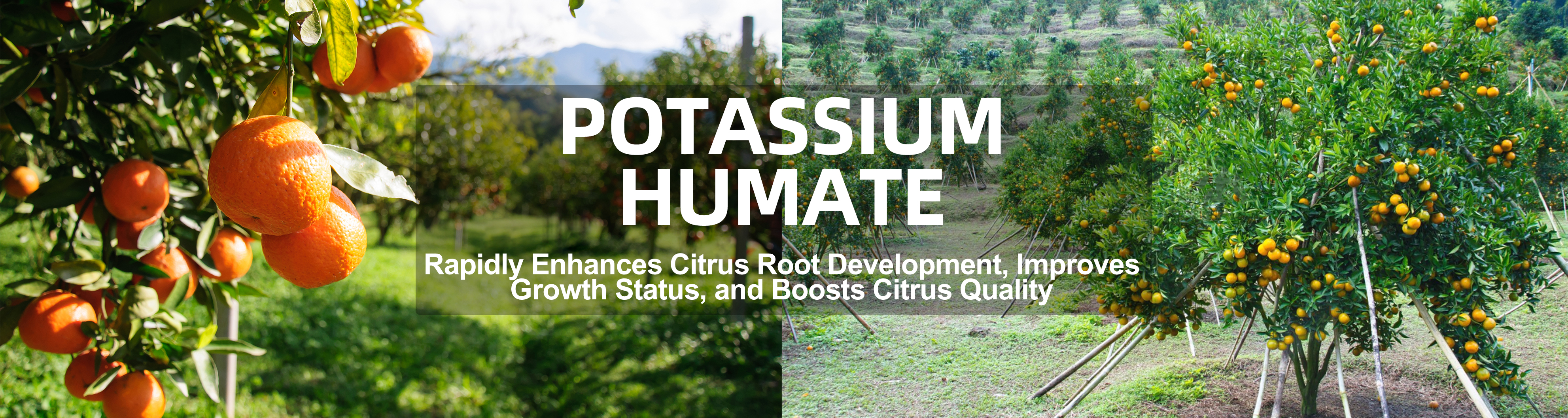 potassium humate fertilizer