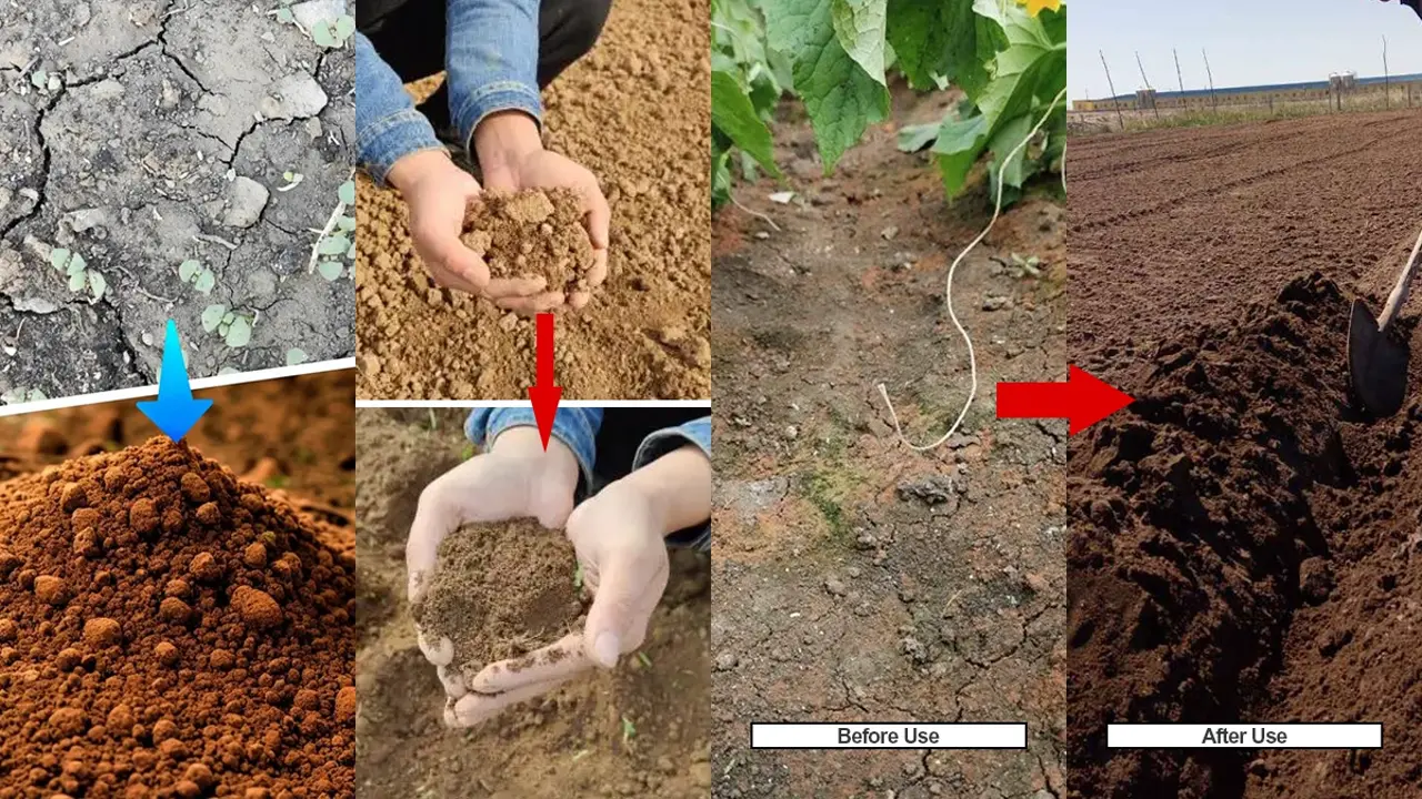Soil conditioning comparison: Compacted soil vs healthy crumb structure with deep root development - KHUMIC