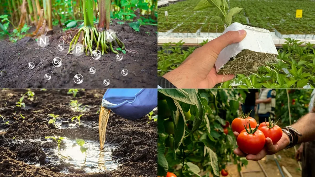 Maximizing crop yield with KHUMIC biostimulants: A guide to using humic acid, seaweed extract, and amino acids