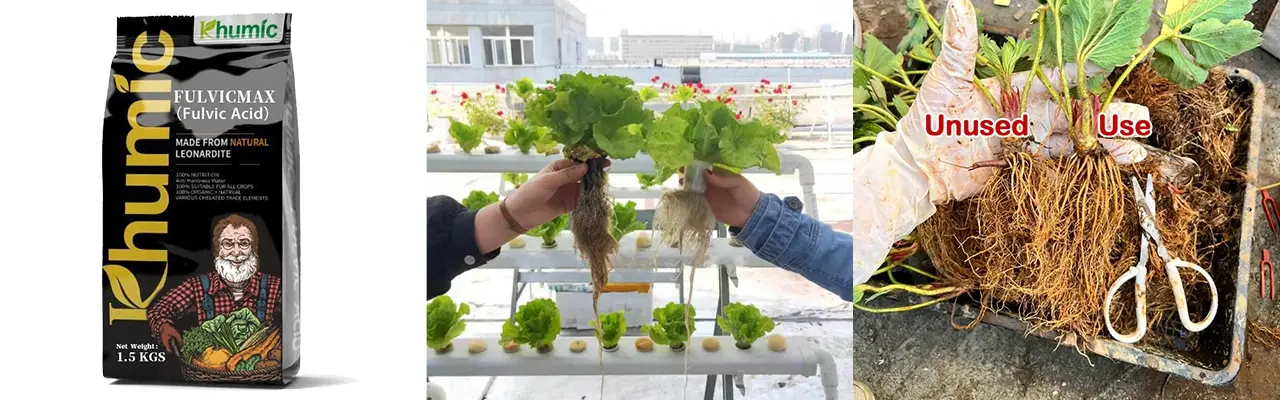 Potassium Fulvate packaging and root growth comparison showing dense lateral roots and transplanting success - KHUMIC GROUP