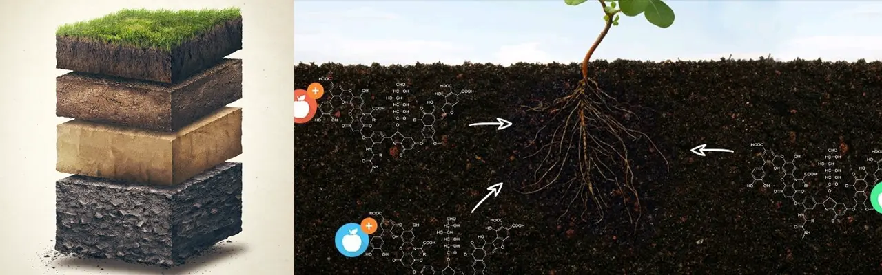 Infographic of soil profile layers and rhizosphere microbiome synergy with organic carbon biostimulants - KHUMIC GROUP
