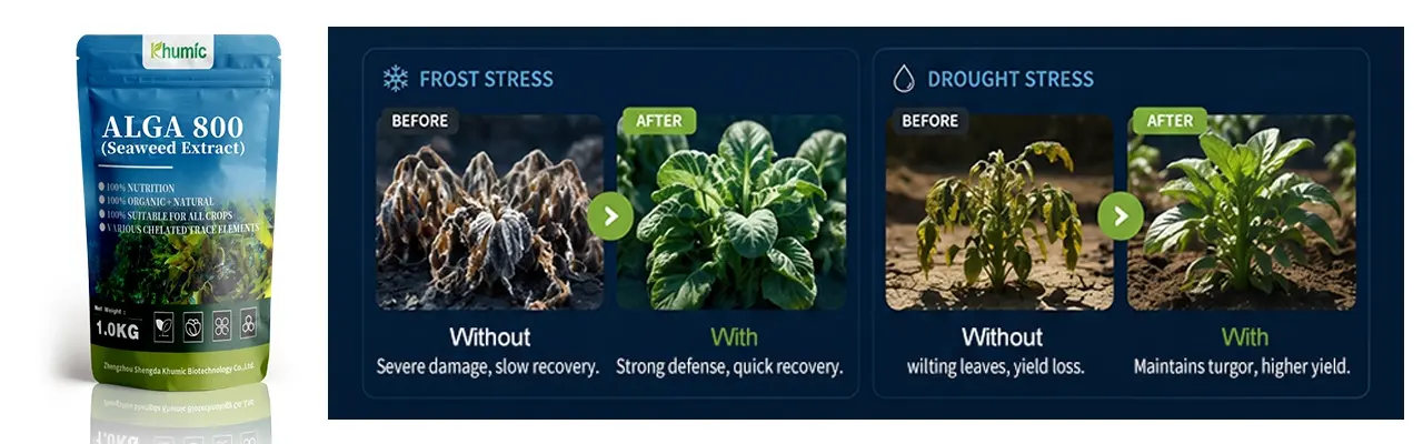 Infographic comparing crop stress recovery: Frost, drought, and salinity resilience of plants treated with Alga 800 organic seaweed extract